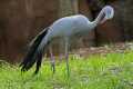 _MG_2311 Stanley Crane - Blue Crane - Paradise Crane (Anthropoides paradisea) .jpg