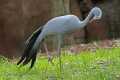 _MG_2312 Stanley Crane - Blue Crane - Paradise Crane (Anthropoides paradisea) .jpg