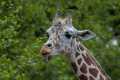 _MG_2351  Reticulated giraffe (Giraffa camelopardalis reticulata).jpg