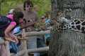 _MG_2425 kids feed a reticulated giraffe.jpg