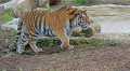 _MG_2473 tiger.jpg