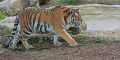 _MG_2474 tiger.jpg