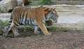 _MG_2475 tiger.jpg