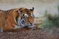 _MG_2489 tiger.jpg