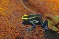 _MG_3730 poison dart frog.jpg