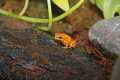 _MG_3741 black-eared Mantella.jpg