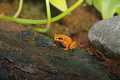 _MG_3743 black-eared mantella.jpg