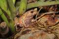 _MG_3751 Malaysian horned frog.jpg