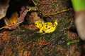 _MG_3753 Panamanian Golden frog.jpg