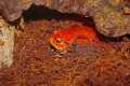 _MG_3761 tomato frog.jpg