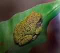 _MG_3765 gray tree frog.jpg