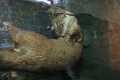 _MG_3776 swimming river otter.jpg