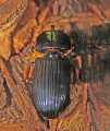 _MG_8401 bess beetle.jpg