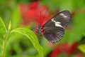 _MG_8422 butterfly.jpg