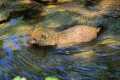 _MG_8471 bush dog in stream.jpg