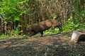 _MG_8488 running bush dog.jpg