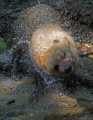 _MG_8514 bushdog.jpg