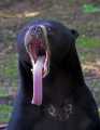 _MG_8591 malaysian sun bear.jpg