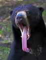 _MG_8593 malaysian sun bear.jpg