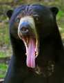 _MG_8595 malaysian sun bear.jpg