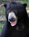 _MG_8598 malaysian sun bear.jpg