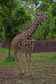_MG_8745 reticulated giraffe.jpg