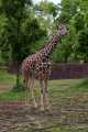 _MG_8748 reticulated giraffe.jpg