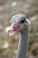 _MG_0027 immature ostrich.jpg