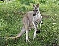 _MG_0059 kangaroo.jpg