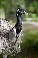 _MG_0067 Emu.jpg