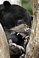 _MG_0219 Malayan Sun Bear.jpg