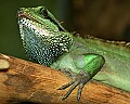 _MG_0232 iguana.jpg