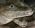 _MG_0243 caiman.jpg