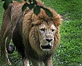 _MG_0279 lion.jpg