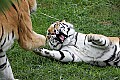 _MG_0383 tigers 2.jpg