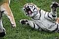 _MG_0384 tigers 3.jpg