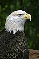 _MG_0470 bald eagle.jpg