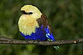 _MG_0487 blue-bellied Roller.jpg