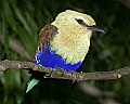 _MG_0497 blue-bellied roller.jpg