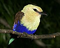 _MG_0498 blue-bellied roller.jpg