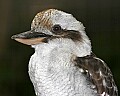 _MG_0506 kookaburra.jpg