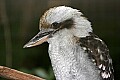 _MG_0508 kookaburra.jpg