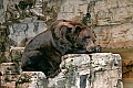 _MG_0862 alaskan brown bear.jpg