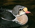 _MG_0897 king eider duck.jpg