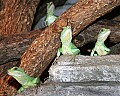 _MG_0941 Chinese Water Dragons.jpg