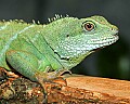 _MG_0949 Chinese Water Dragon.jpg