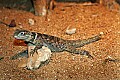 _MG_0972 crevice spiny lizard.jpg