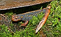 _MG_0978 mandarin newt.jpg