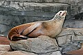 _MG_9618 seal.jpg