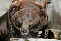 _MG_9666 grizzly bear.jpg